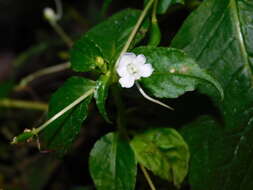 Image of Impatiens platypetala subsp. nematoceras (Miq.) Steen.