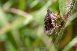 Image de Diceroprocta olympusa (Walker & F. 1850)