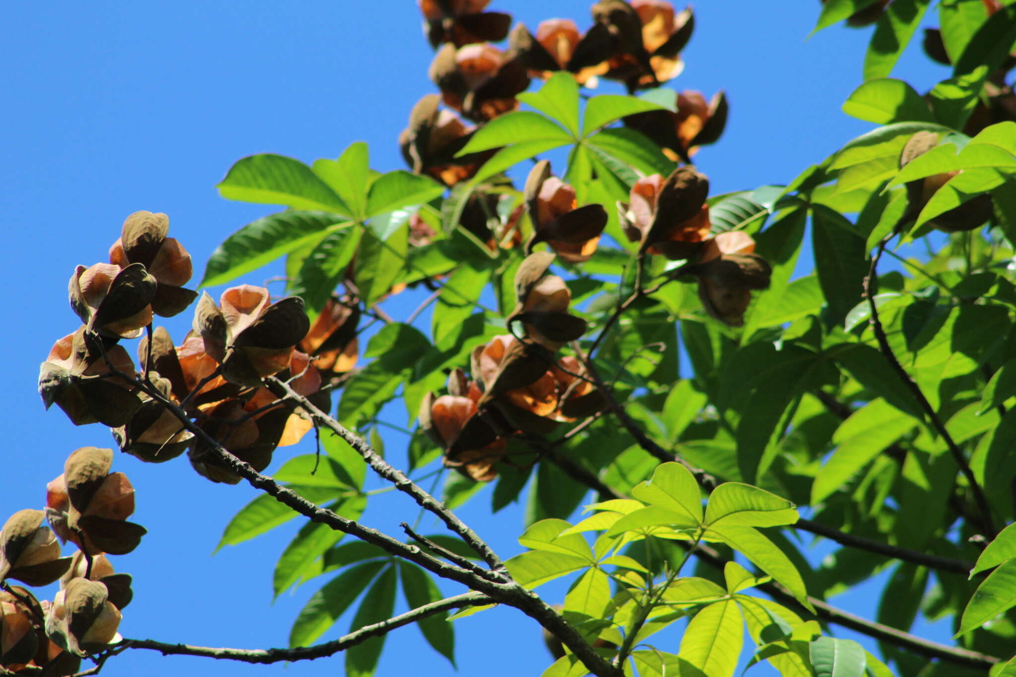 Imagem de Cochlospermum orinocense (Kunth) Steud.