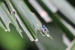 Image of Austalis muscoides (Walker 1858)