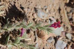 Image of Echium horridum Batt.