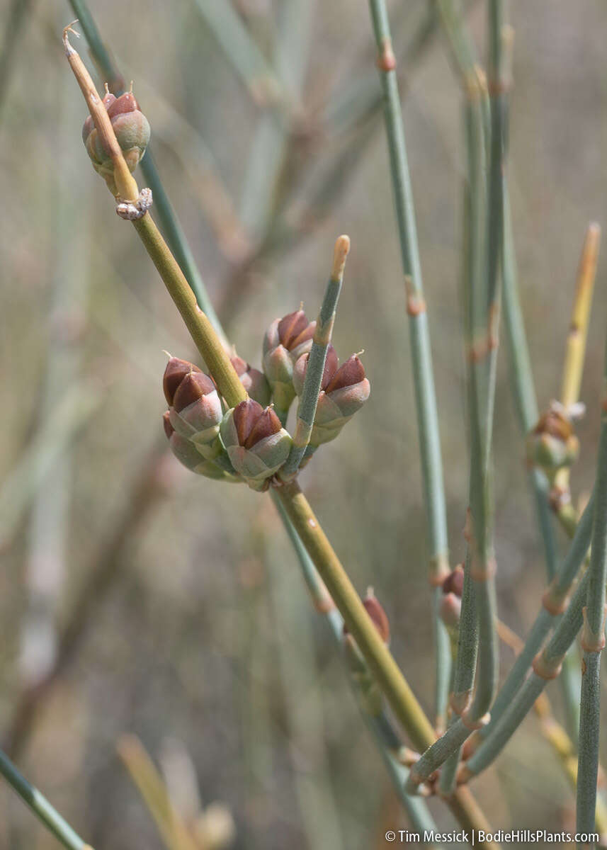 Image of Gray Ephedra