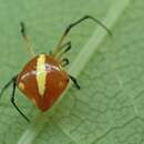 Image of Chrysso trimaculata Zhu, Zhang & Xu 1991