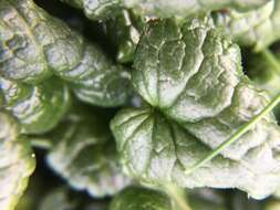 Image of Bolander's ragwort