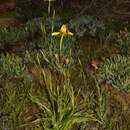 Image de Moraea namaquamontana Goldblatt