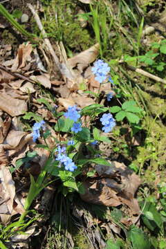 Omphalodes cappadocica (Willd.) DC. resmi