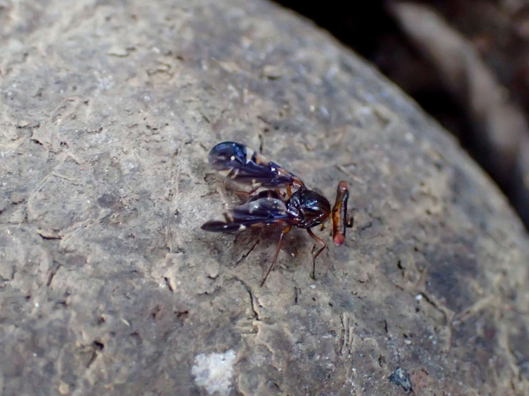 Image of Themara maculipennis (Westwood 1847)