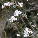 Image of Leucopogon costatus (F. Muell.) J. Black