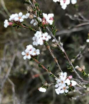 Слика од Leucopogon costatus (F. Muell.) J. Black