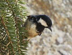 Image of Periparus ater ater (Linnaeus 1758)