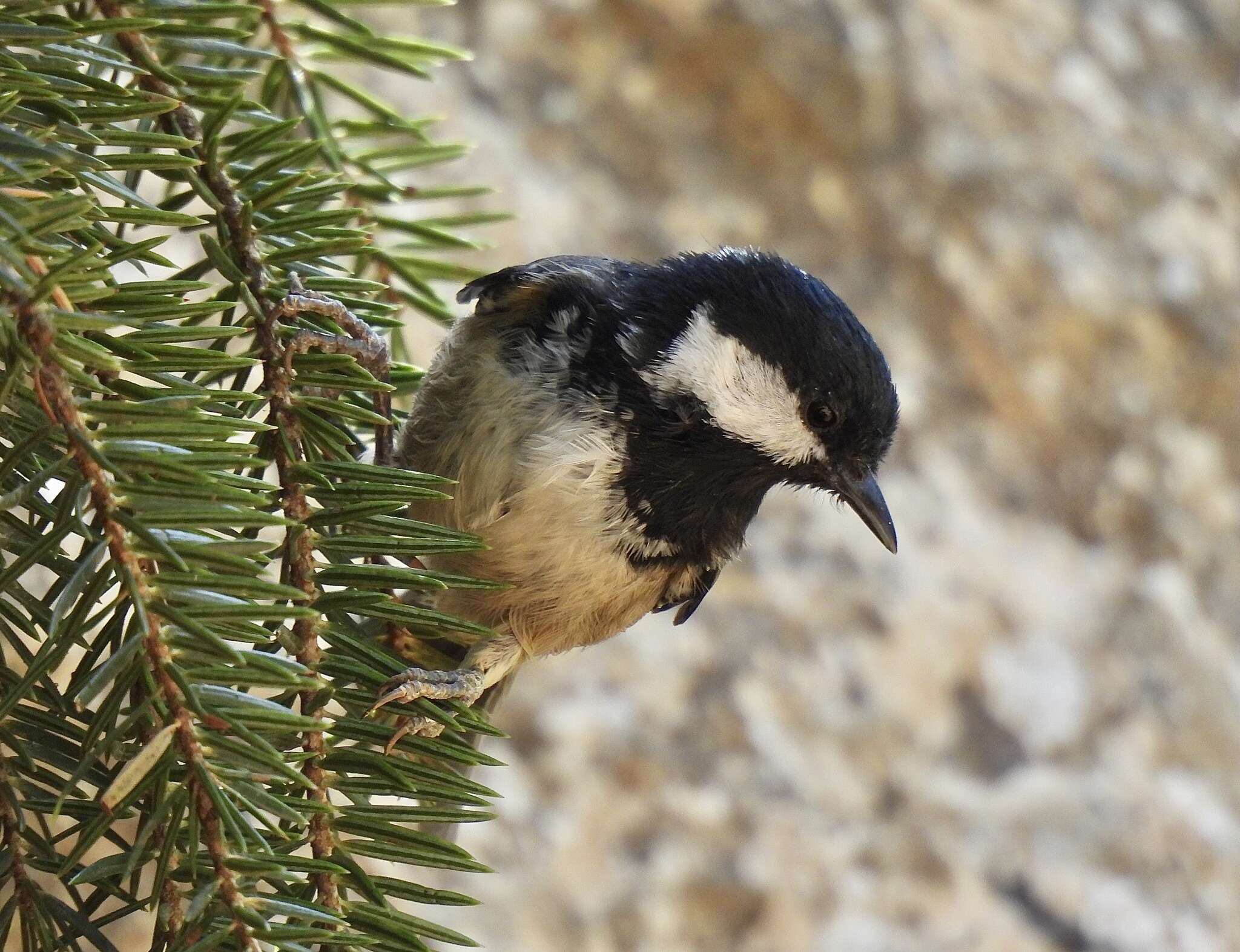 Image of Periparus ater ater (Linnaeus 1758)