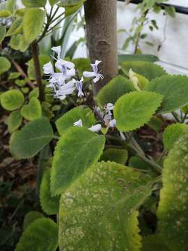 Imagem de Plectranthus zuluensis T. Cooke