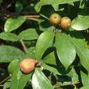 Image of Ficus pyriformis Hook. & Arn.
