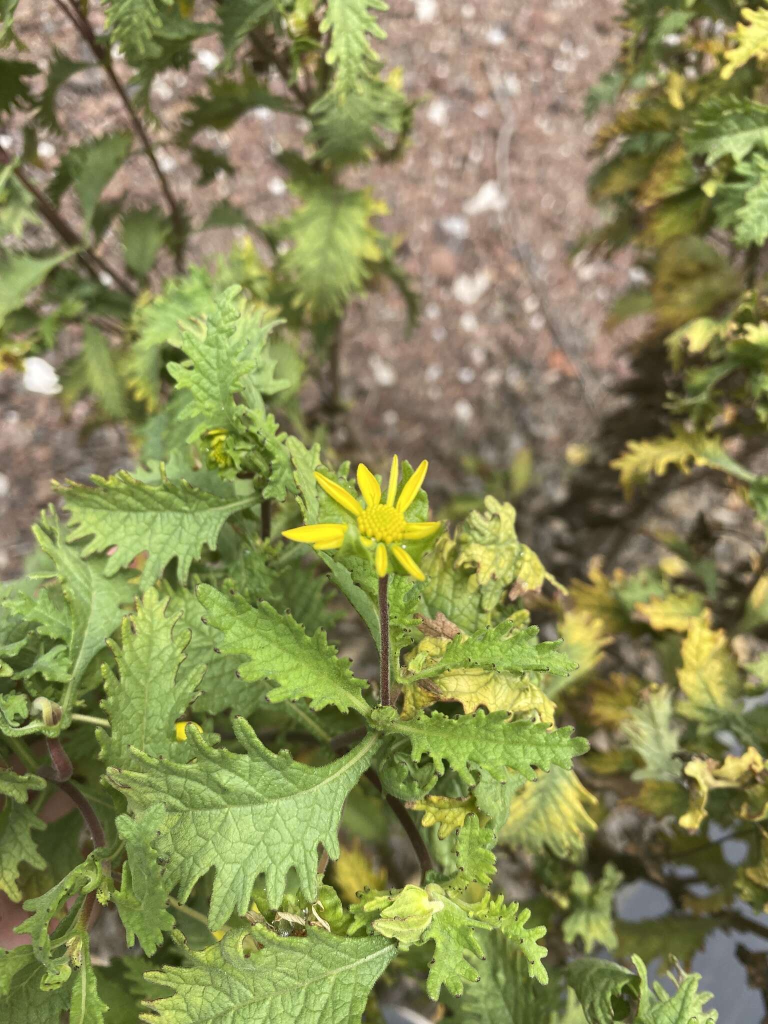 Lecocarpus darwinii H. Adsersen resmi