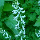 Sivun Corydalis caseana subsp. hastata (Rydb.) G. B. Ownbey kuva