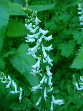 Sivun Corydalis caseana subsp. hastata (Rydb.) G. B. Ownbey kuva