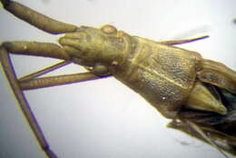 Image of Chorosoma gracile Josifov 1968