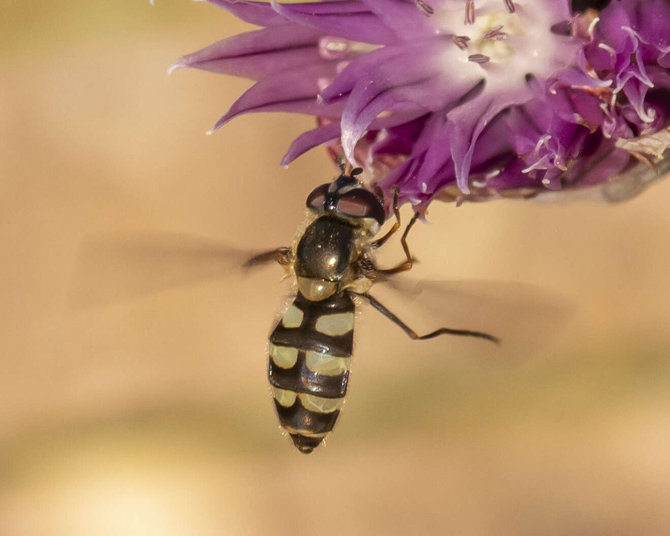 Image of <i>Megasyrphus laxus</i>