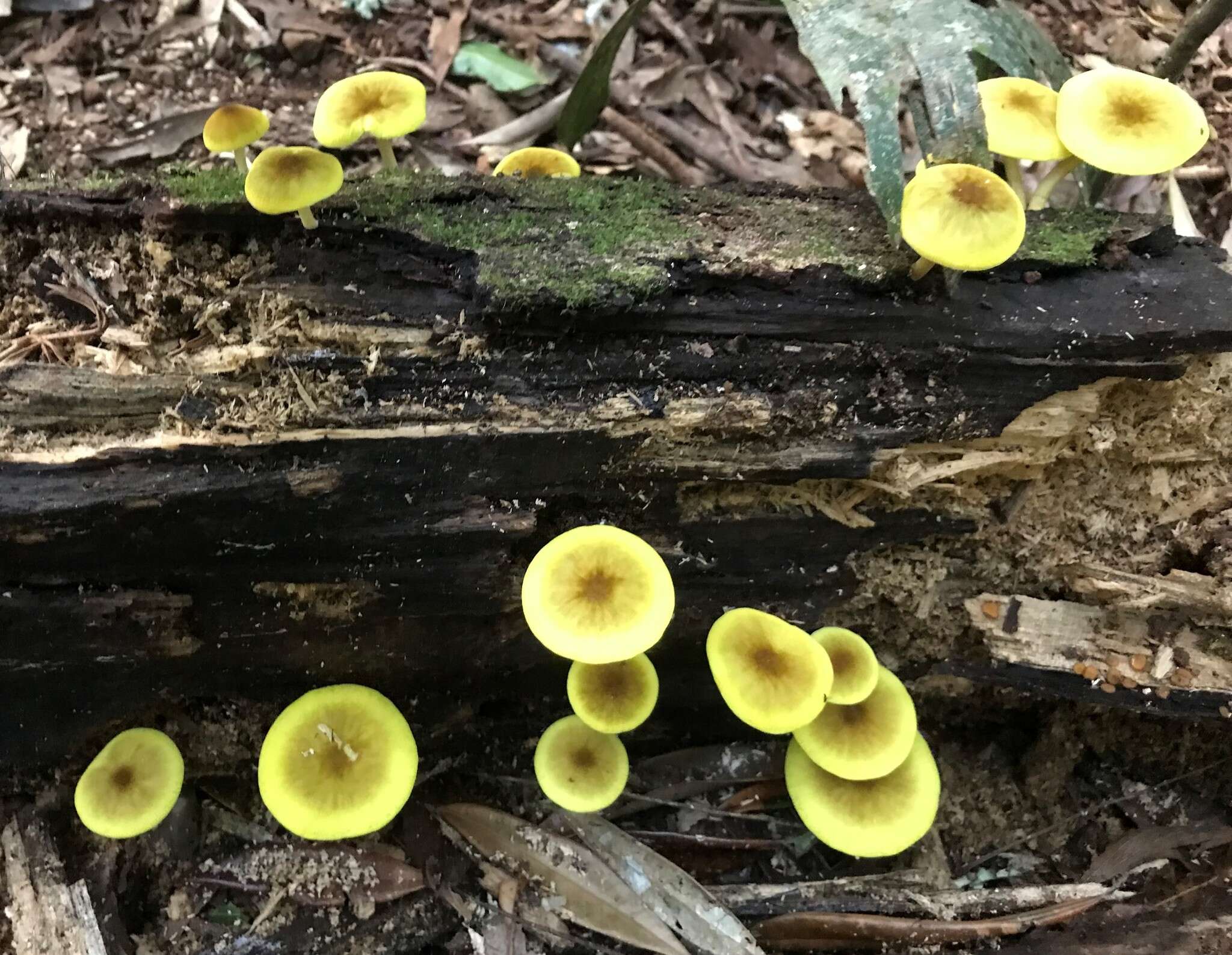 Image of Pluteus chrysaegis (Berk. & Broome) Petch 1912