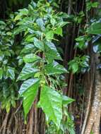 Image de Acalypha siamensis Oliv. ex Gage