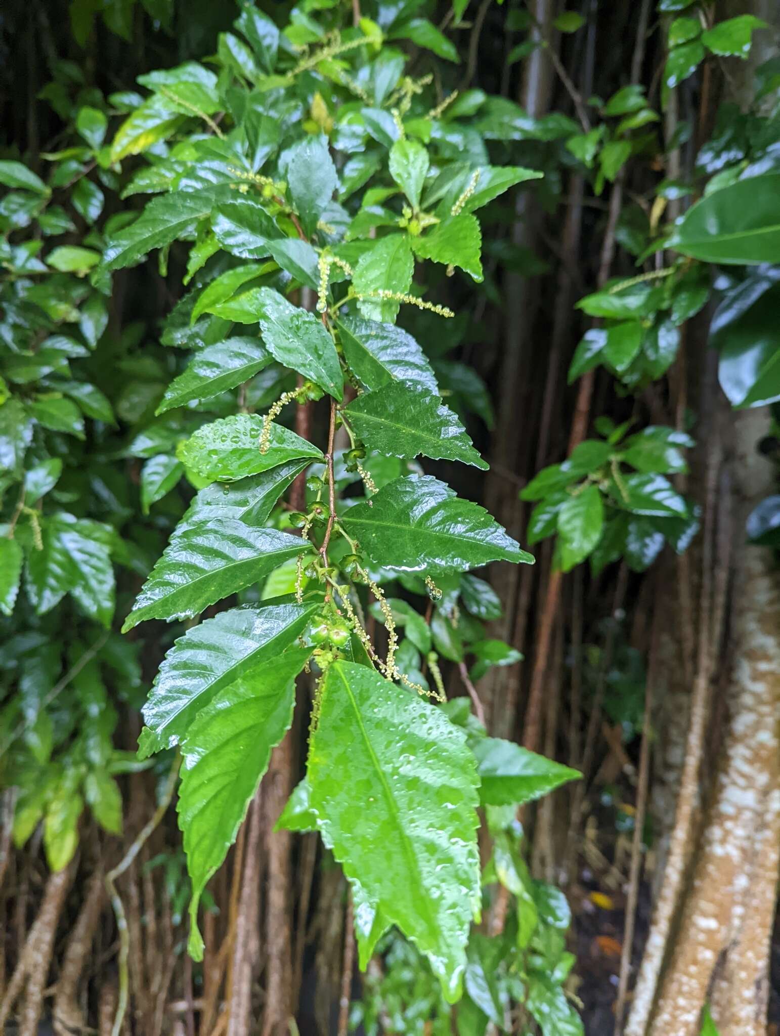 Acalypha siamensis Oliv. ex Gage resmi