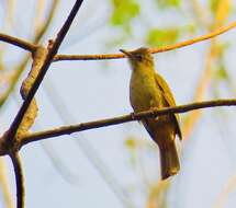 Image of Grey-eyed Bulbul