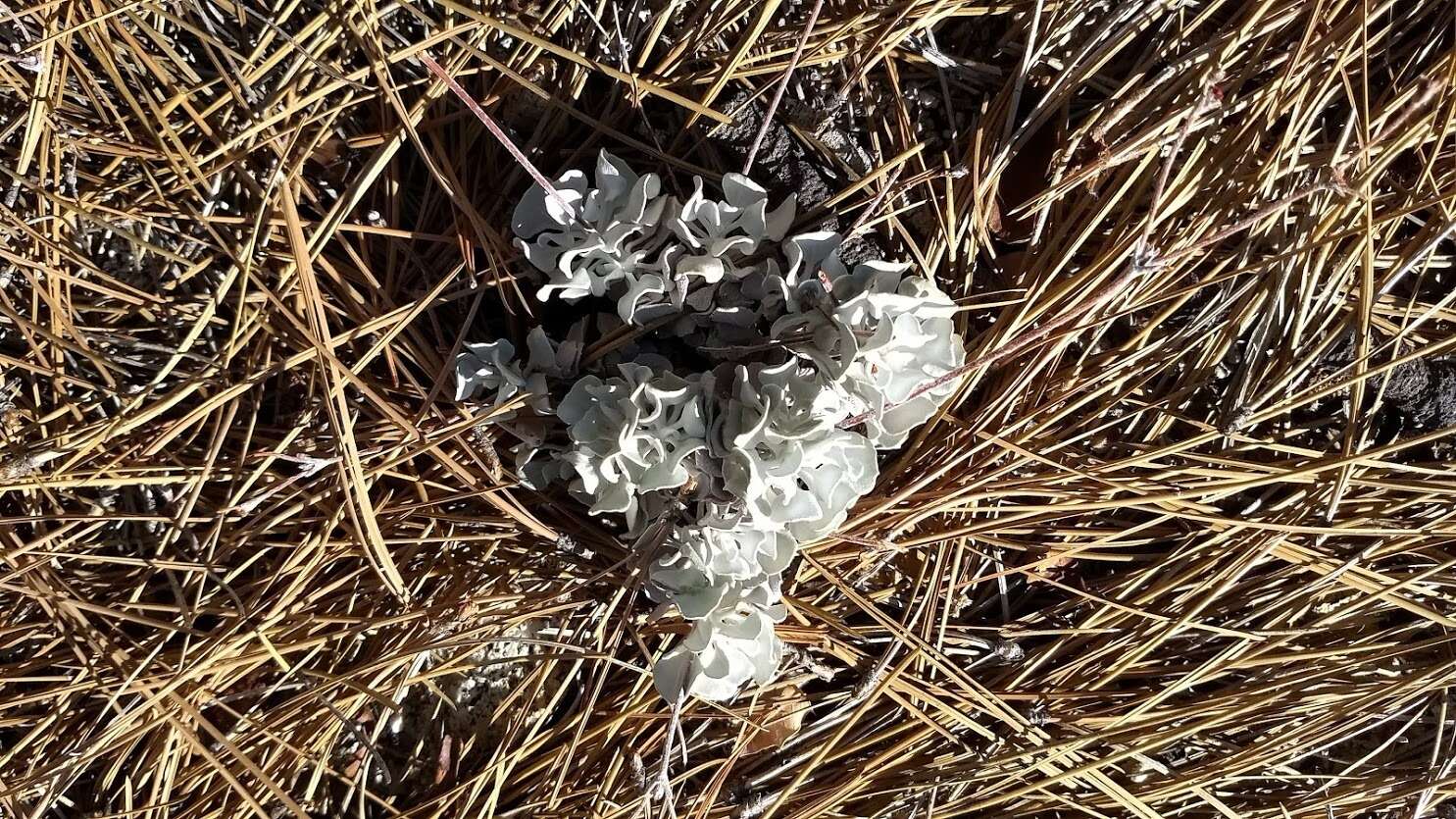 Image of hoary buckwheat