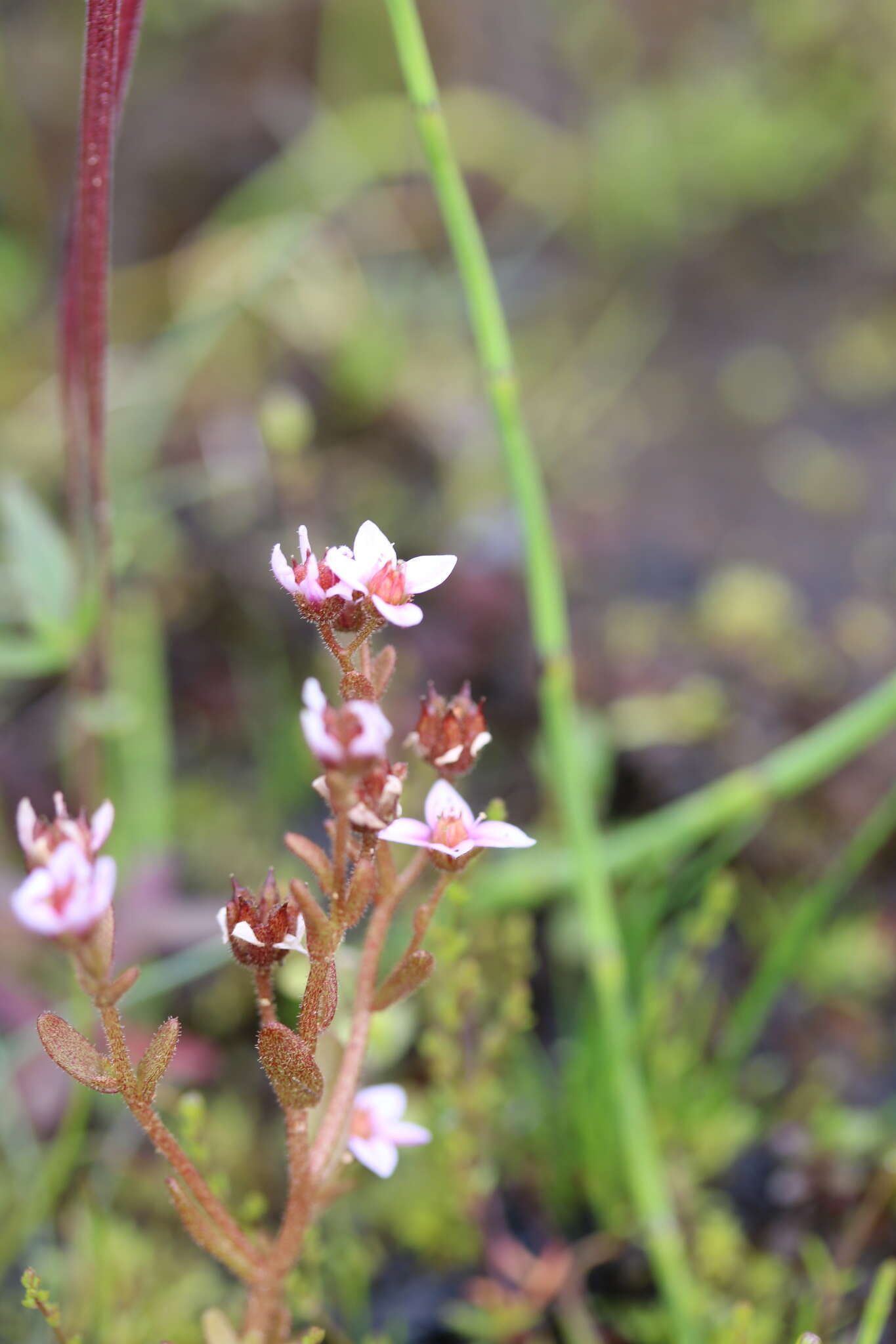 Image of hairy stonecrop