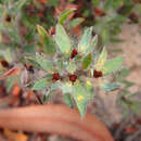 Image of three-nerved bush-pea