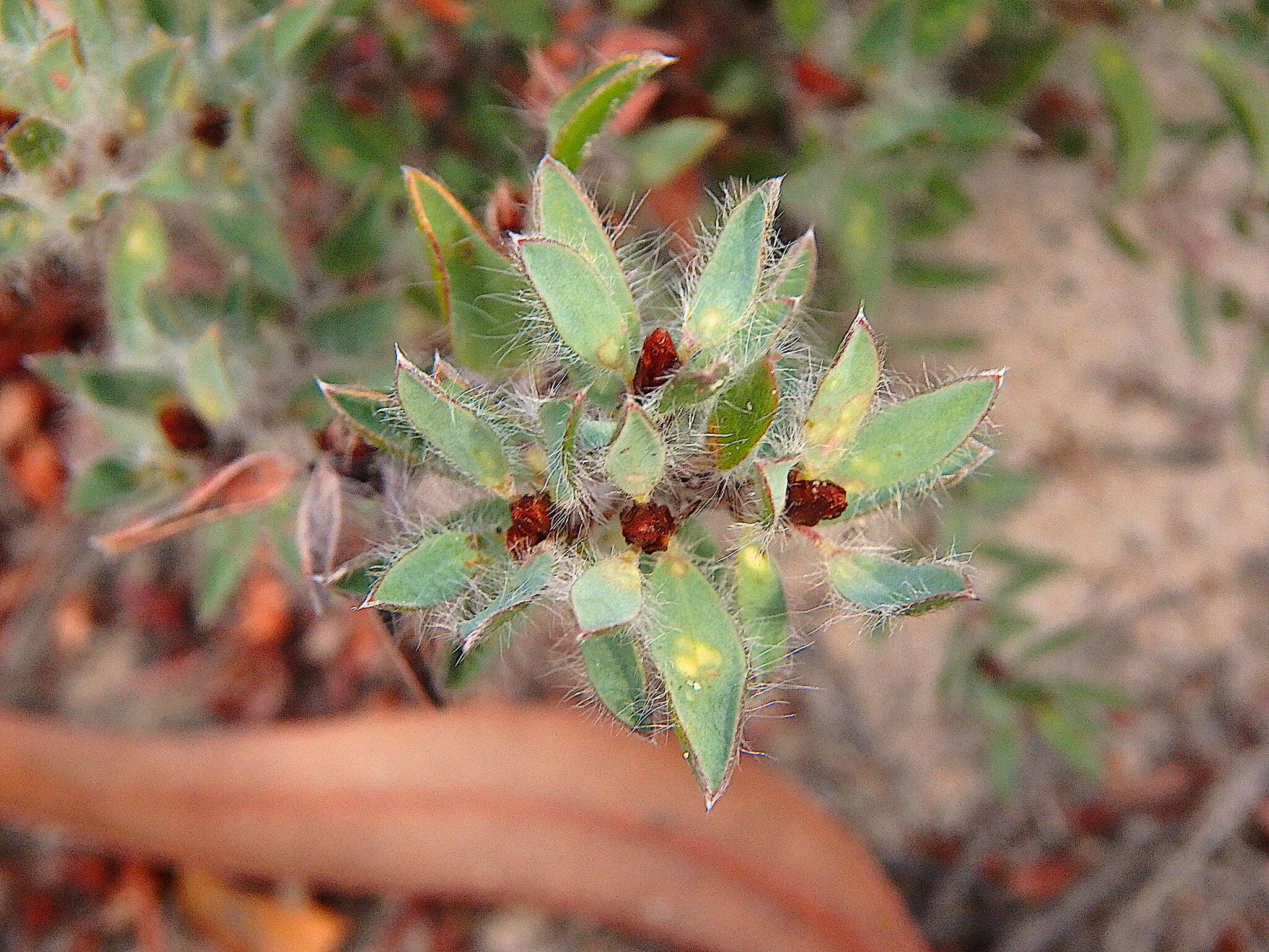 Imagem de Pultenaea trinervis J. M. Black