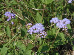 Image of blue mistflower