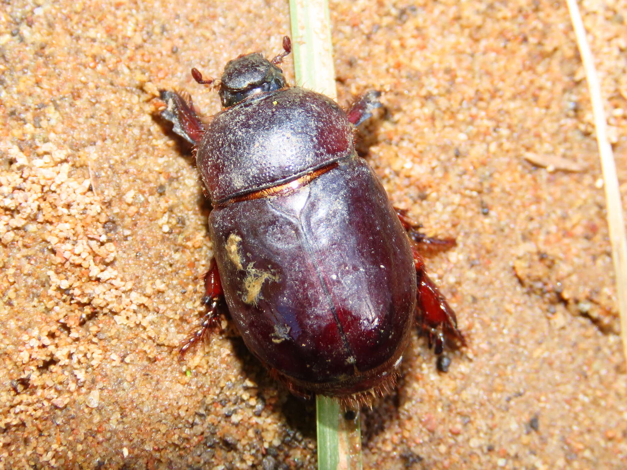 Слика од Temnorhynchus (Temnorhynchus) retusus (Fabricius 1781)