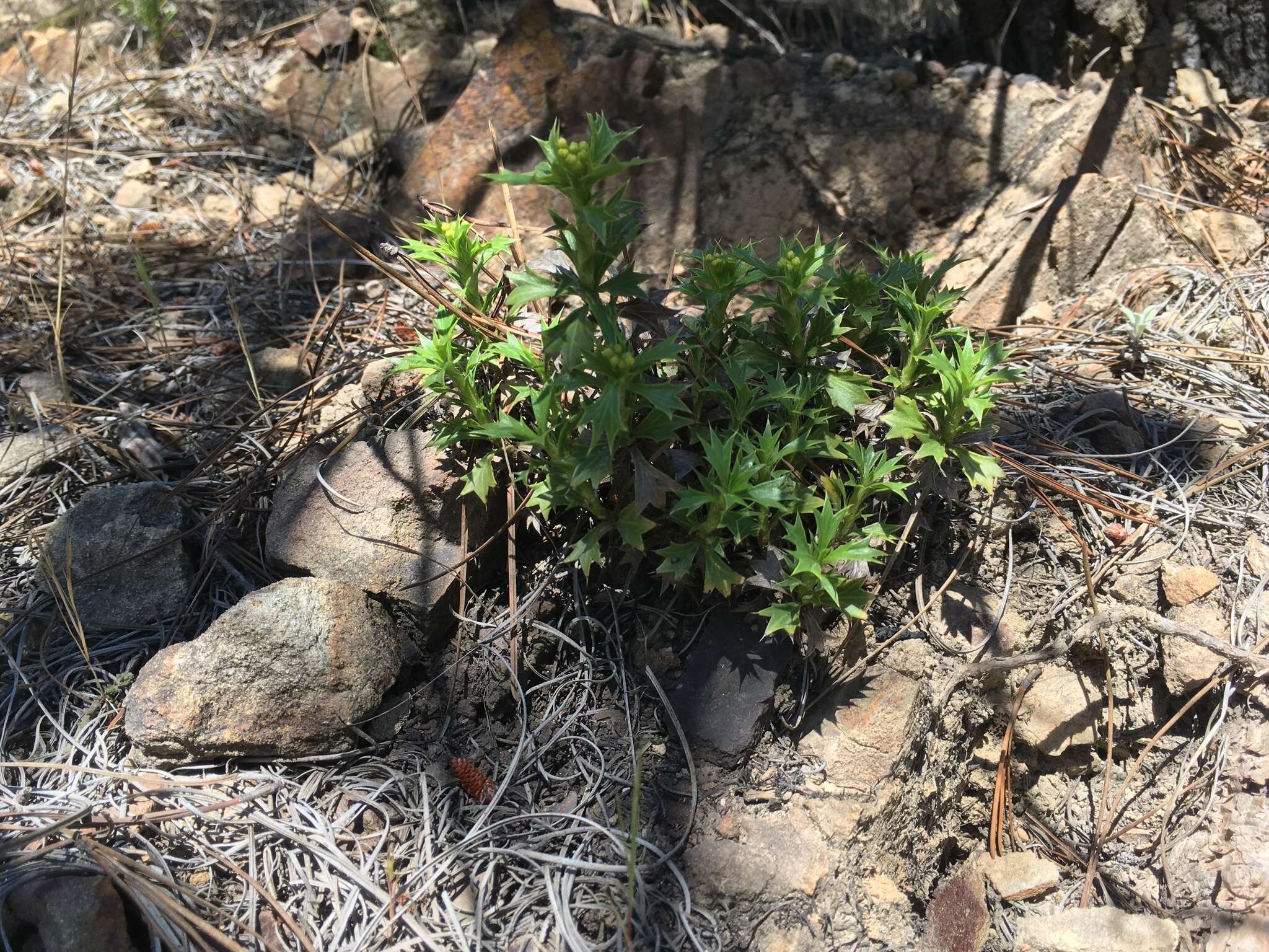 Imagem de Azorella spinosa (Ruiz & Pav.) Pers.