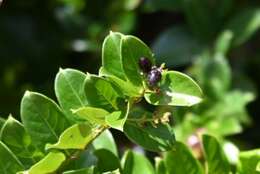 Plancia ëd Hirtella paniculata Sw.