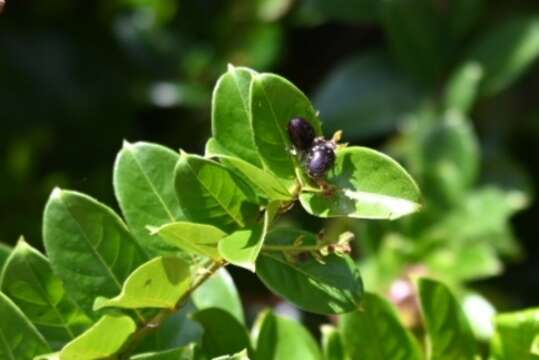 Image de Hirtella paniculata Sw.