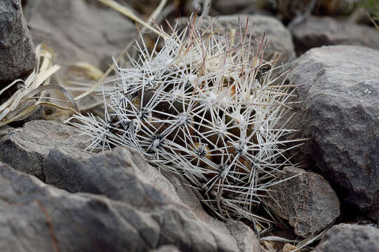 Image of Cochise pincushion cactus