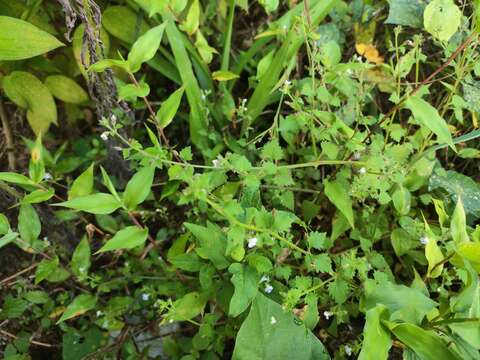 Image of Vandellia elata Benth.