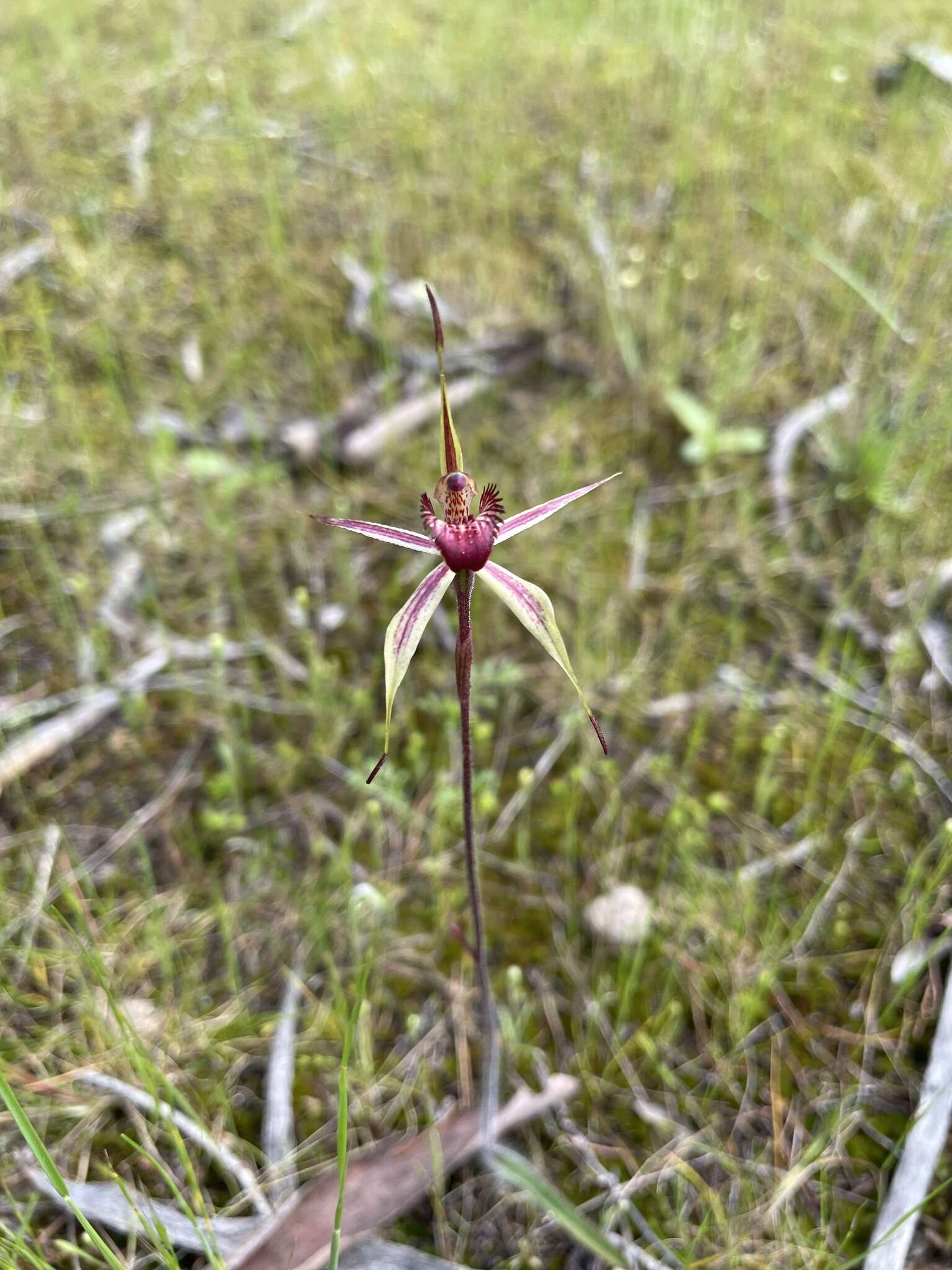 Image of Wimmera spider orchid