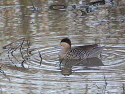 صورة Spatula versicolor (Vieillot 1816)