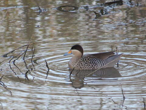 Image of Silver Teal