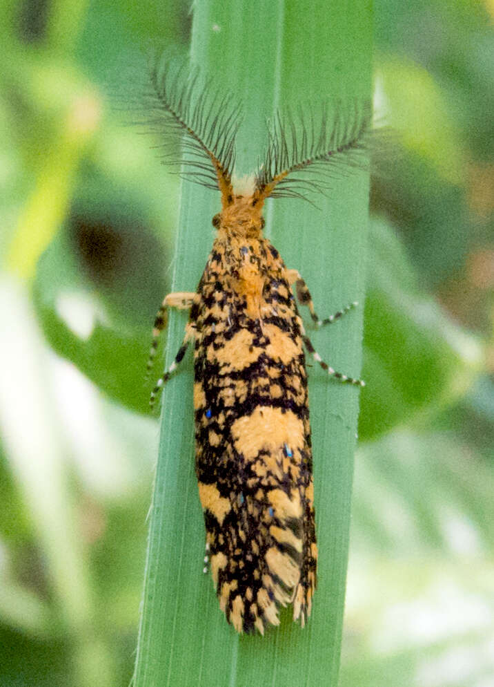 Image of Euplocamus ophisa (Cramer 1779)