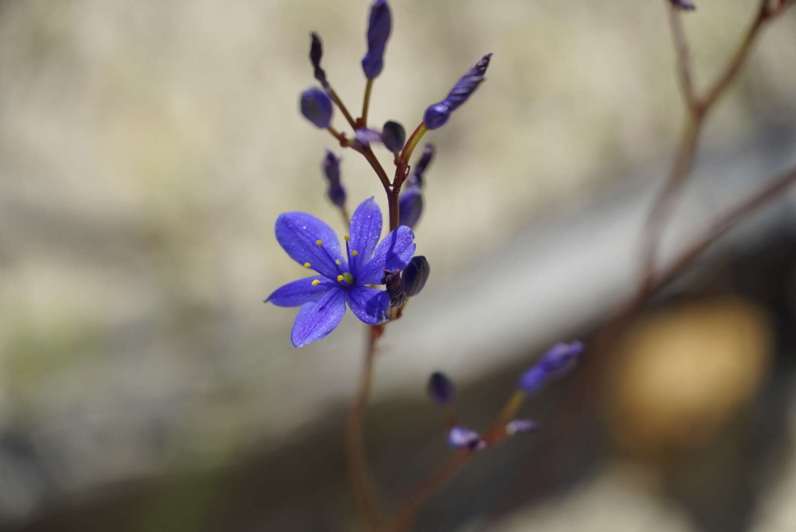 Chamaescilla spiralis (Endl.) F. Muell. resmi