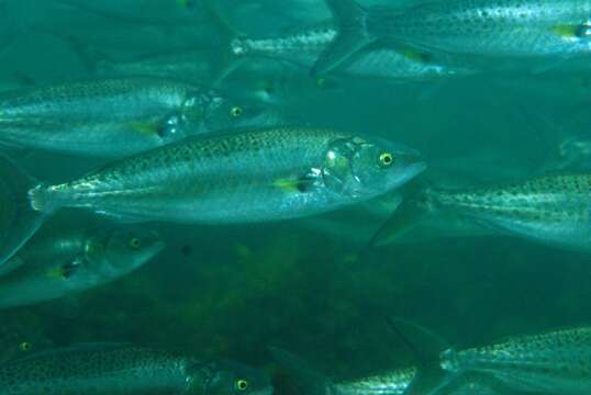 Image of Western Australian salmon