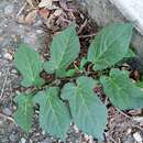 Image of Aristolochia nelsonii Eastwood