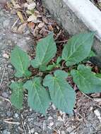 Image of Aristolochia nelsonii Eastwood