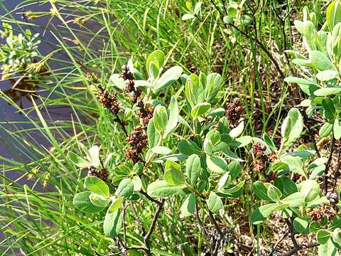 Image of Myrica gale subsp. tomentosa (C. DC.) E. Murray