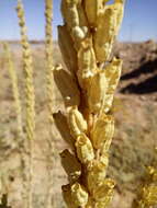 Image of Reseda villosa Coss.