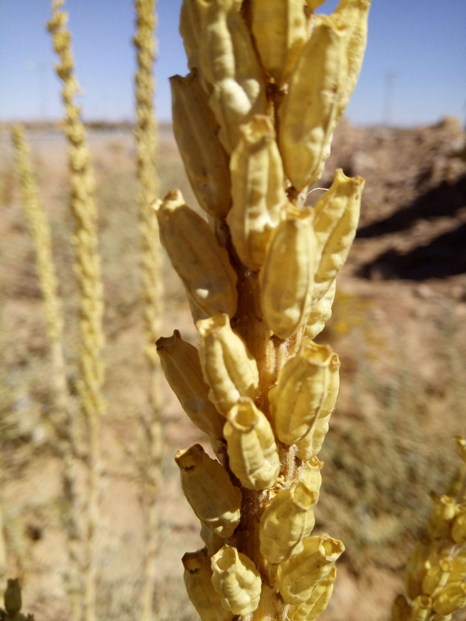 Image of Reseda villosa Coss.