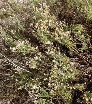 Baccharis texana (Torr. & A. Gray) A. Gray resmi