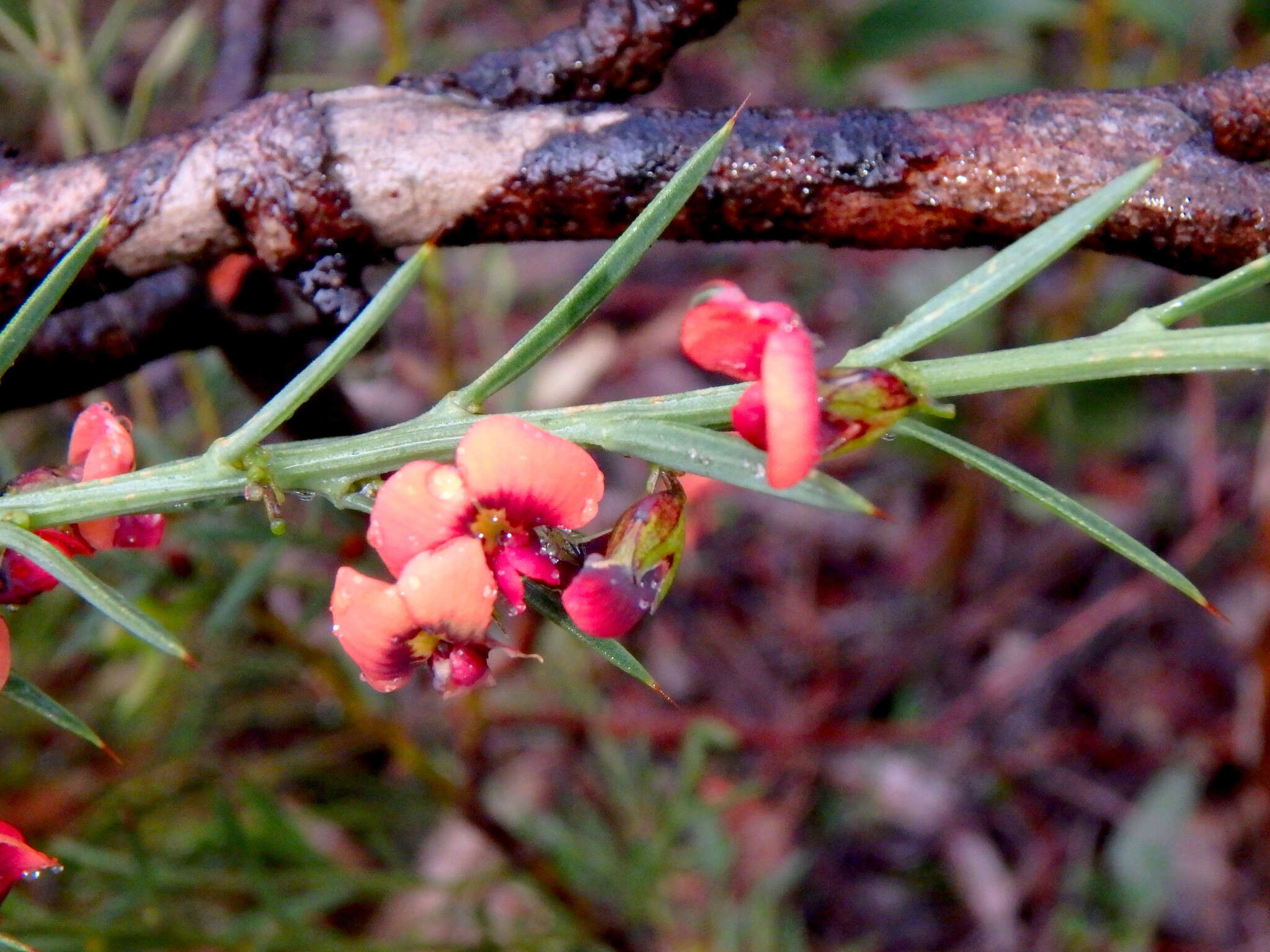 Image of <i>Daviesia ulicifolia</i> subsp. <i>incarnata</i>